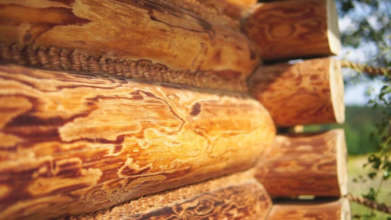فيلا Dom Pachnacy Zywica بوخنية المظهر الخارجي الصورة